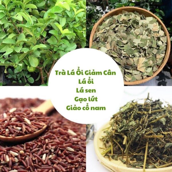 Trà Lá Ổi Thảo Mộc - Hình ảnh 4