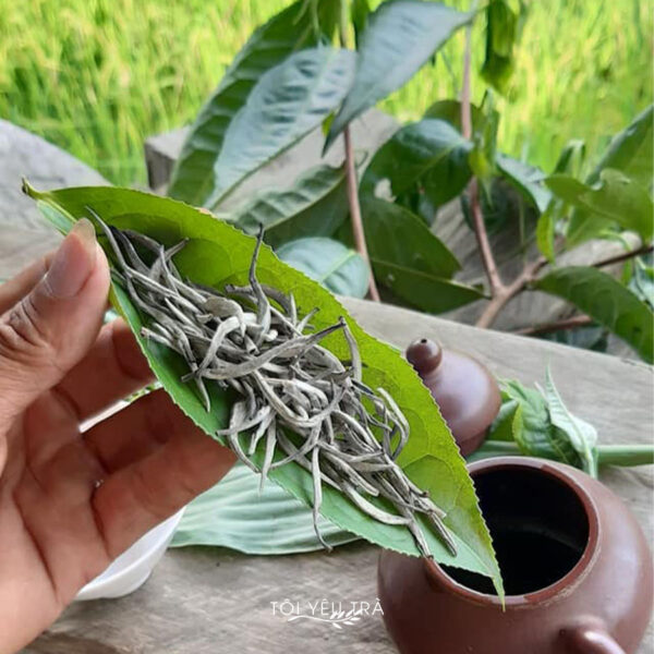 TRÀ SHAN TUYẾT CỔ THỤ - Hình ảnh 4
